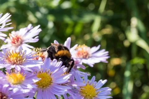 The bumblebee sitting on a flower Stock Photos
