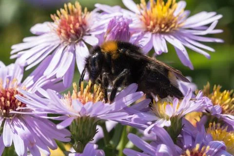 The bumblebee sitting on a flower Stock Photos
