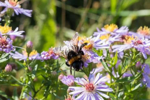 The bumblebee sitting on a flower Stock Photos