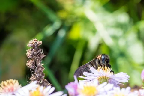 The bumblebee sitting on a flower Foto stock