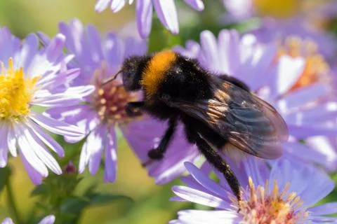 The bumblebee sitting on a flower Foto stock