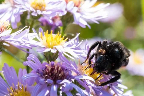 The bumblebee sitting on a flower Stock Photos