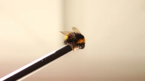 Bumblebee sitting on a pencil Vídeo Stock 74291624