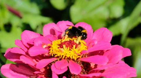 Bumblebee sitting on a pink daisy Stock Photos