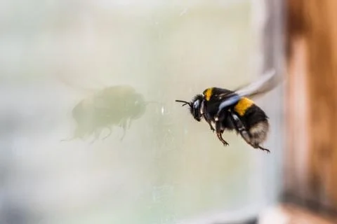 The bumblebee sitting at a window in the early spring. Stock Photos