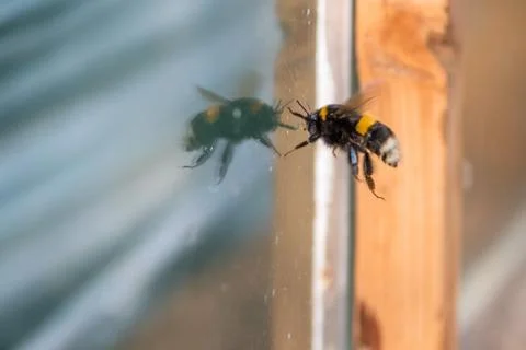The bumblebee sitting at a window in the early spring. Stock Photos