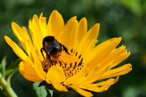 Bumblebee sitting on a yellow daisy Stock Photos
