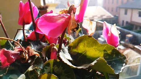 Bumblebee slow motion 스톡 동영상 73021122