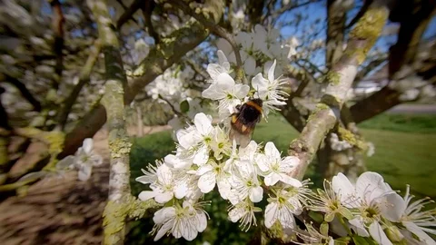 Bumblebee in slow motion Stock Footage 129704902