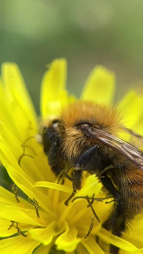 Bumblebee in slow motion while sucking nectar from a flower Stock Footage 289669039