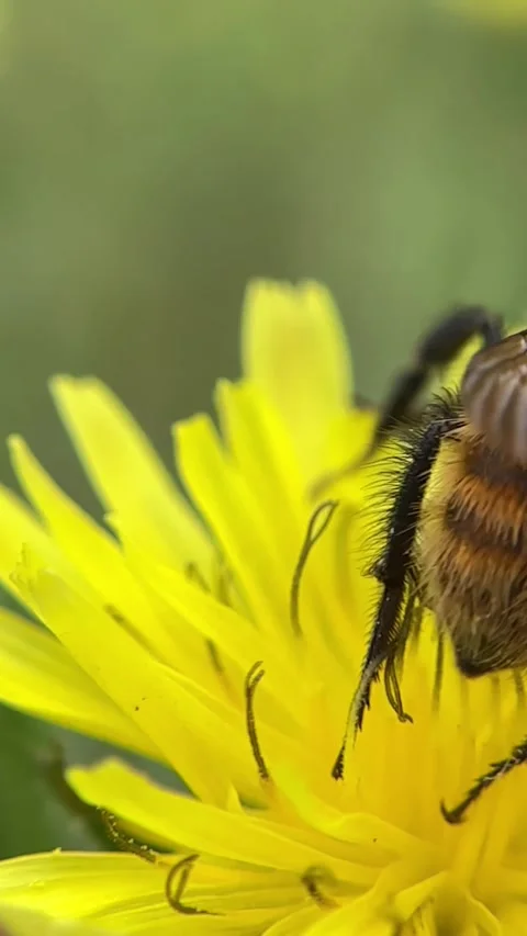 Bumblebee in slow motion while sucking nectar from a flower Stock-Footage 289669573