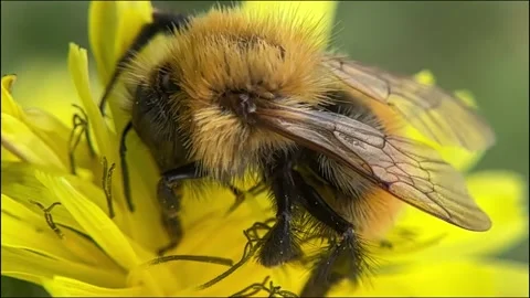Bumblebee in slow motion while sucking nectar from a flower Video stock 289669609