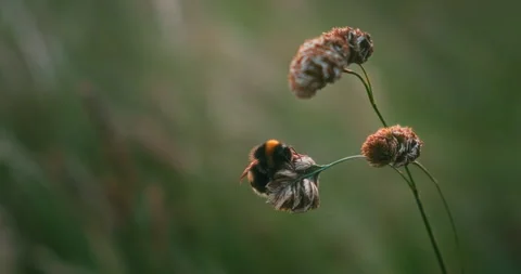 Bumblebee Slumber: Resting on a Flower Stock-Footage 273180777