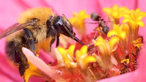 A bumblebee smeared with pollen and an ant feed sitting on a zinnia flower . Stock-Footage 248430926