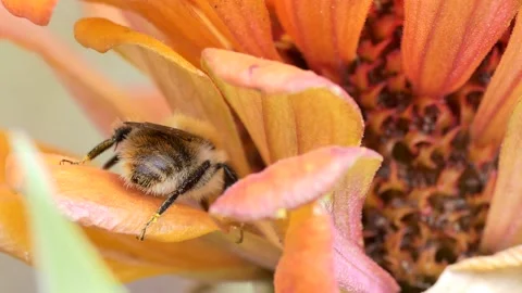 A bumblebee smeared with pollen feeds sitting on a zinnia flower . Video stock 248430877