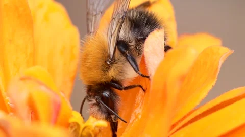 A bumblebee smeared with pollen feeds sitting on a zinnia flower . Video stock 248430932