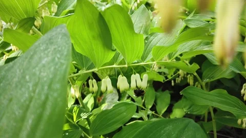 Bumblebee with Solomon's-seal flowers Stock Footage 199409202
