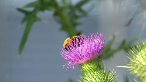 Bumblebee on a Spear Thistle flower Stock Footage 255497330