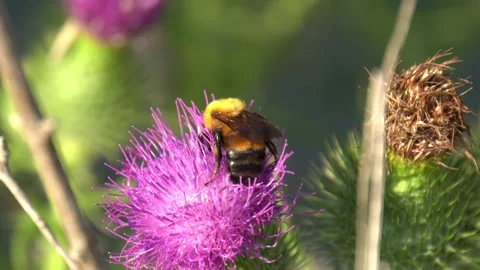 Bumblebee on a Spear Thistle flower Stock Footage 255497331