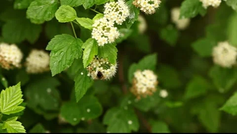 Bumblebee on the spirea flowers Stock Footage 7670443
