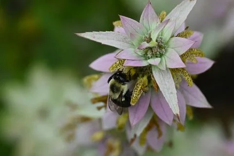 Bumblebee on spotted beebalm Foto stock