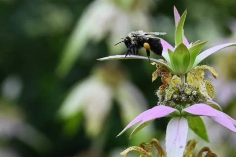 Bumblebee on spotted beebalm Foto stock
