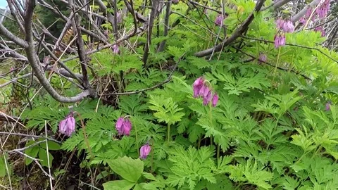 Bumblebee on Spring flower Stock Footage 173350676