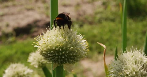 Bumblebee on spring onion flower Stock Footage 242245870