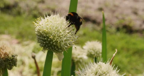 Bumblebee on spring onion flower Stock Footage 242246433