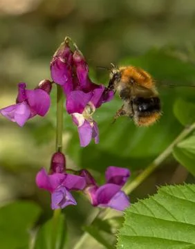 Bumblebee on Spring Pea Flowers Stock Photos