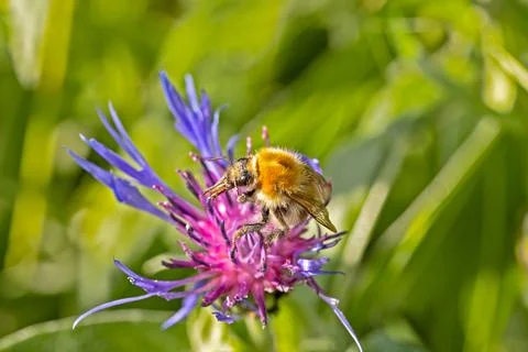 Bumblebee on a Star Thistle close-up Stock Photos