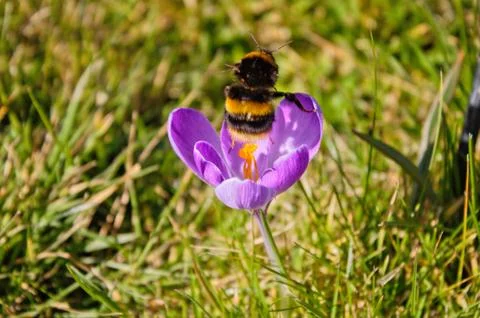 Bumblebee starting from a crocus in spring. Stock Photos