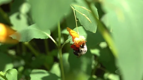 Bumblebee Sticks Its Head In Flowers Stock Footage 112100677