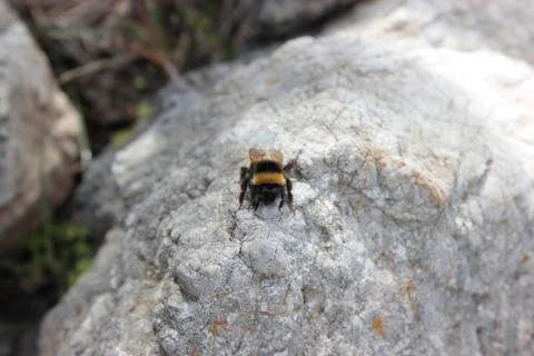 Bumblebee on a stone surface Stock Photos