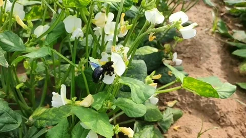 A bumblebee sucking juice from white vegetable crop flower Stock Footage 123507101