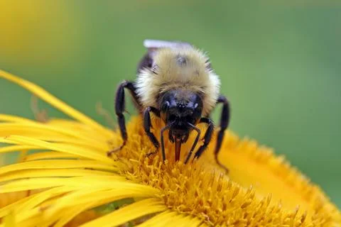 Bumblebee sucking nectar Stock Photos