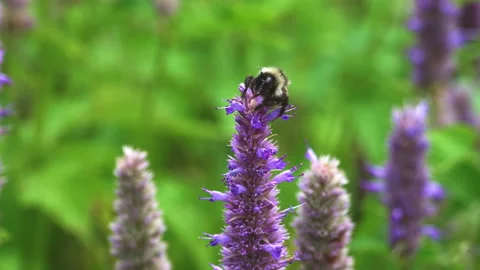 A bumblebee sucks nectar from an aniseed herb flower Stock Footage 162255872