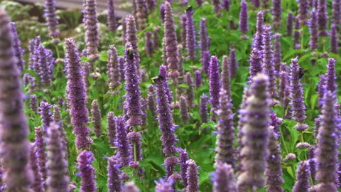 A bumblebee sucks nectar from an aniseed herb flower Stock Footage 162262506