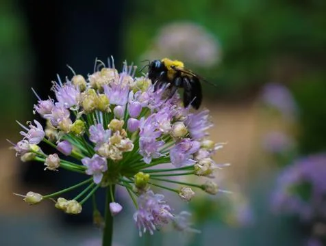 Bumblebee on Summer Flower Bloom Stock Photos