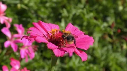 Bumblebee in summer garden. 스톡 동영상 94823280