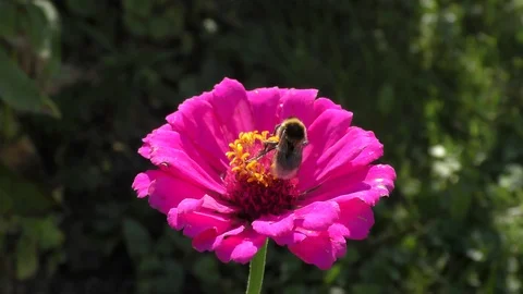 Bumblebee in summer garden. Video stock 94825511