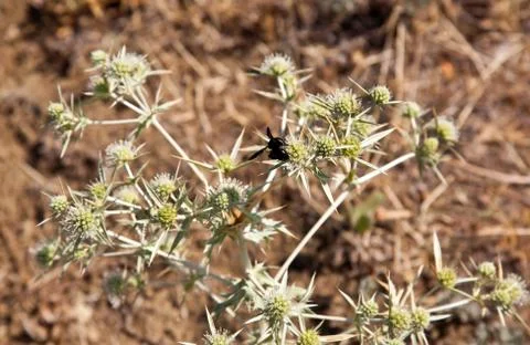 Bumblebee on summer thorn Stock Photos