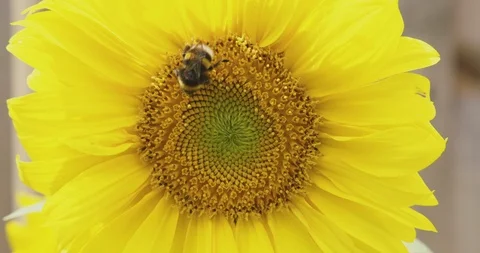 Bumblebee on a sunflower 4K Stock Footage 112543645