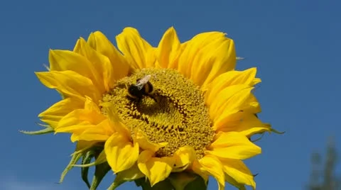 Bumblebee on sunflower and wind Stock Footage 11979078
