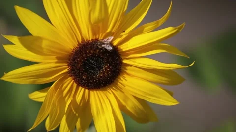 Bumblebee on the sunflower Stock Footage 62408004