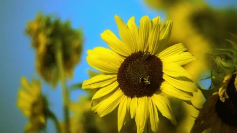 Bumblebee on a Sunflower Stock Footage 93077708