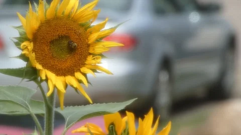 Bumblebee on a sunflower Stock Footage