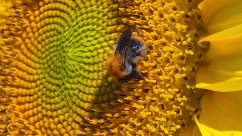 Bumblebee on a Sunflower in the Netherlands Stock Footage 342795000