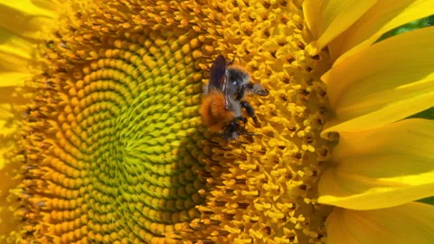 Bumblebee on a Sunflower in the Netherlands Stock Footage 342795030