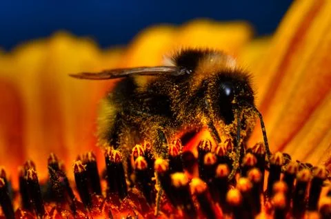 Bumblebee On Sunflower Stock Photos
